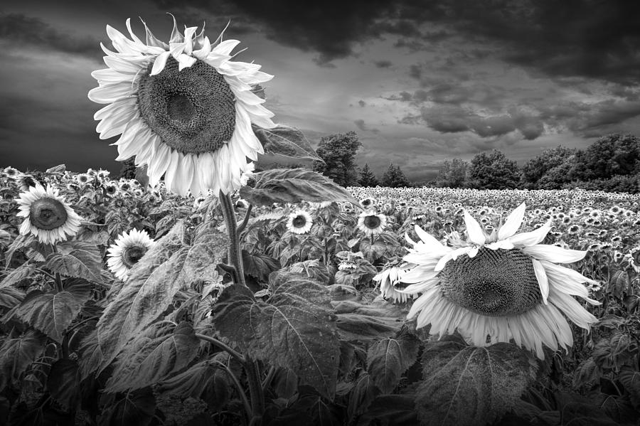 Blooming Sunflowers In Black And White Photograph