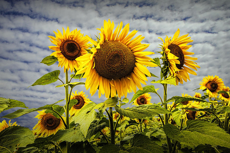 Sunflower Photograph - Blooming Sunflowers by Randall Nyhof