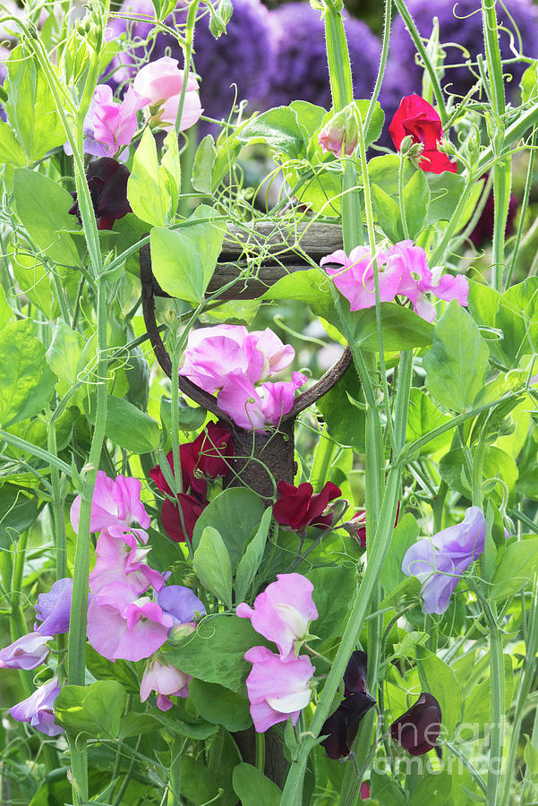 Blooming Sweet Peas Photograph by Tim Gainey