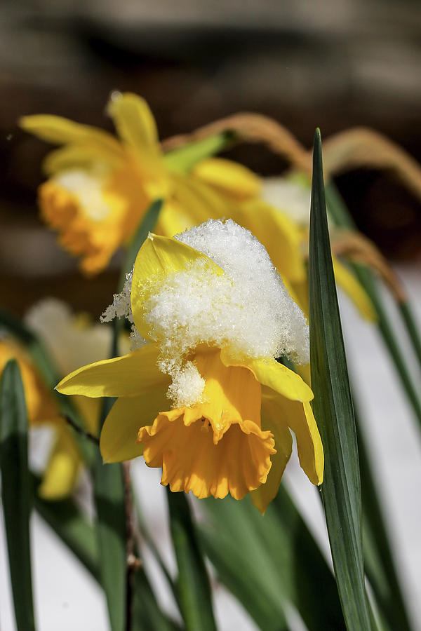 Blooming Through the Snow Digital Art by John Haldane