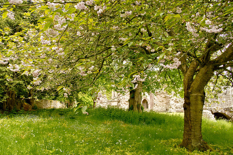 Blooming time in the abbey. Photograph by Elena Perelman