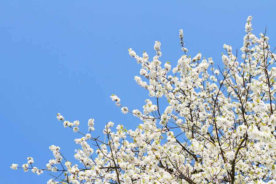 Blooming Tree Photograph