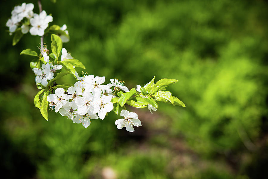 Blooming Tree Branch Photograph by Daria Minaeva - Fine Art America