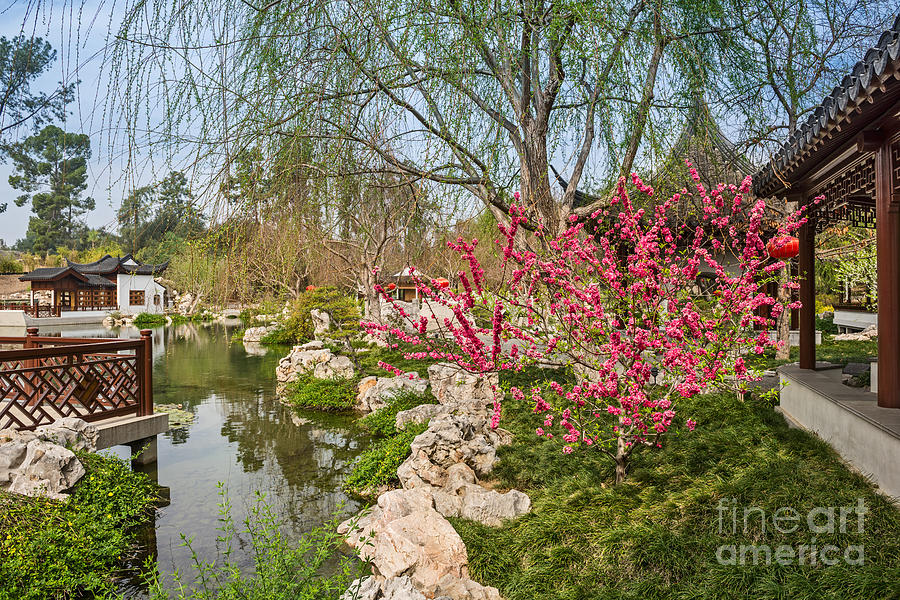 Tree Photograph - Blooming tree in the Chinese Garden at the Huntington. by Jamie Pham