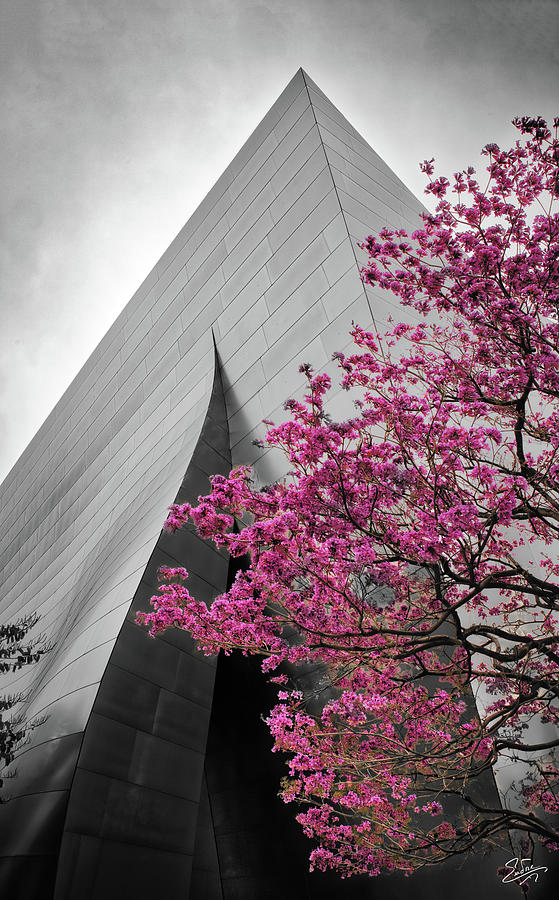 Blooming Tree Near Disney Hall Photograph by Endre Balogh