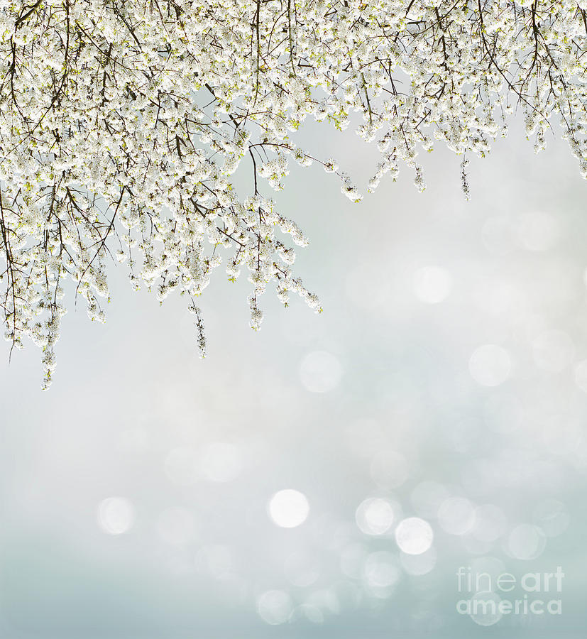Spring Bloom #1 Photograph by Anastasy Yarmolovich