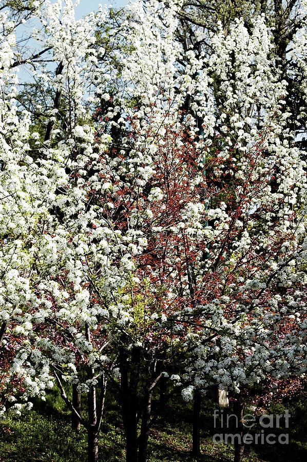 Tree Photograph - Blooming Trees by Kathleen Struckle