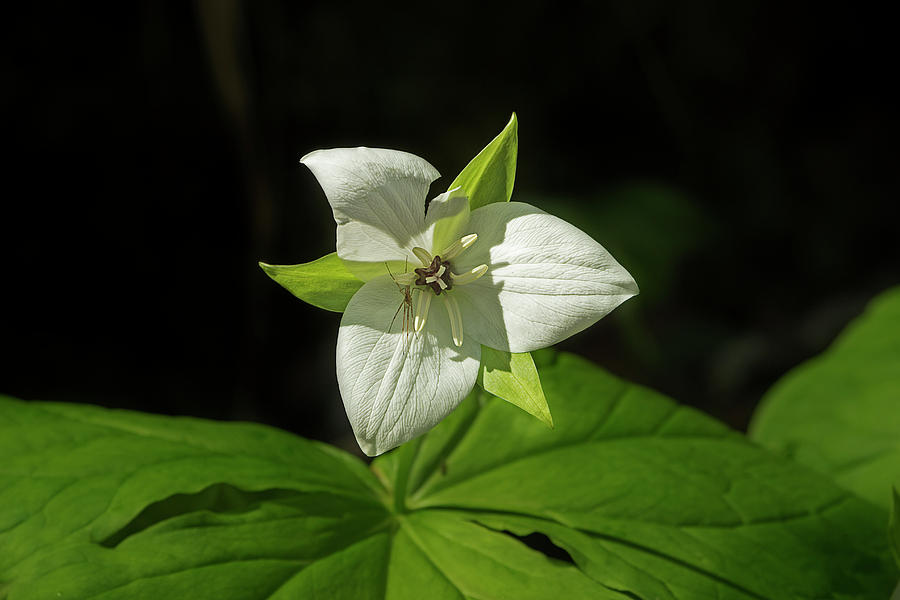 Blooming Trillium Photograph by Mike Eingle