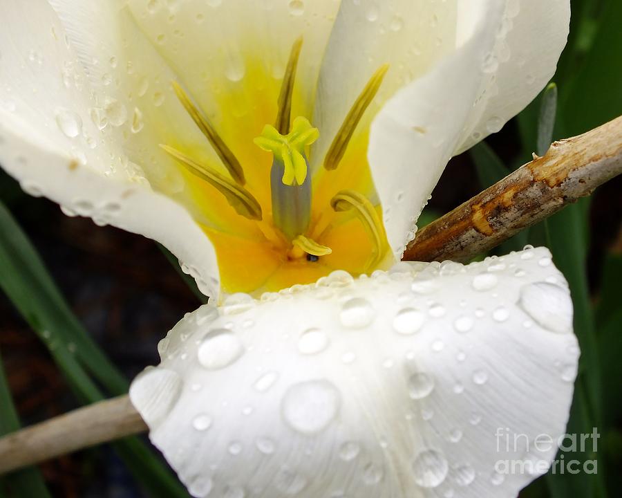 Blooming Tulip with Raindrops Photograph by Scott Cameron
