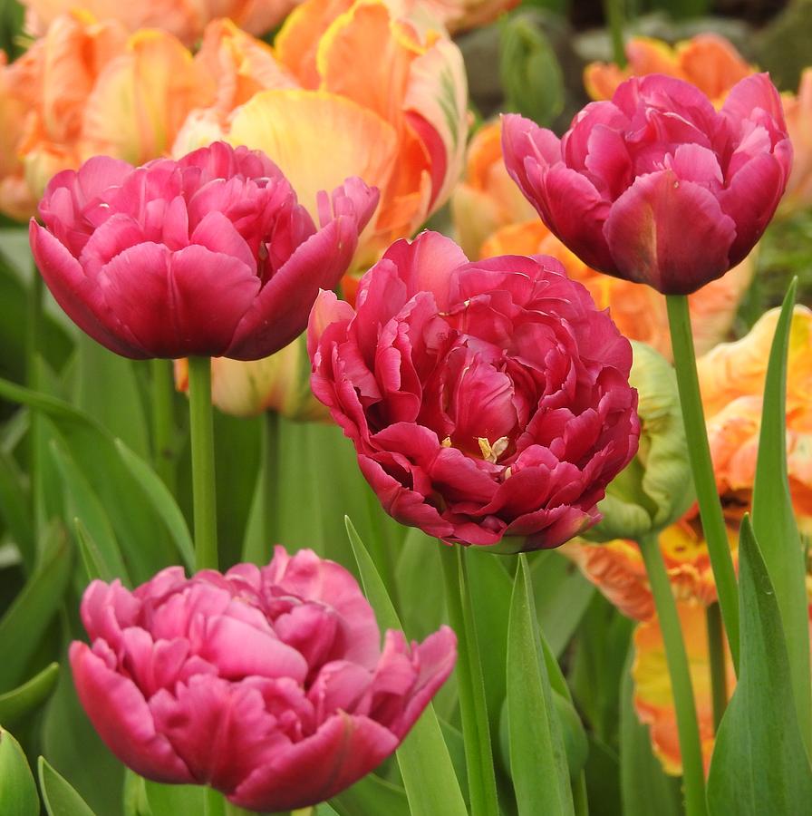 Blooming Tulips Photograph by Sandra Peery - Fine Art America