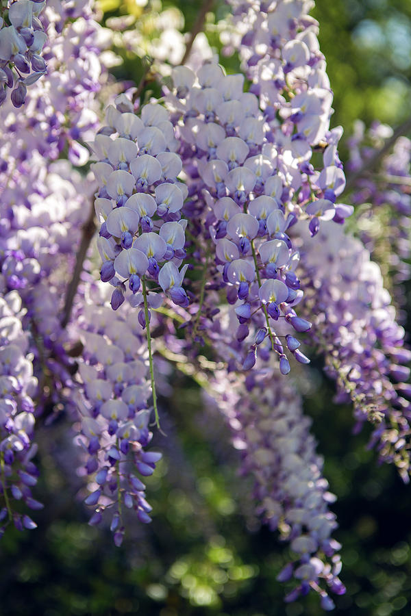 blooming violet Wisteria tree in spring Photograph by Elena Saulich