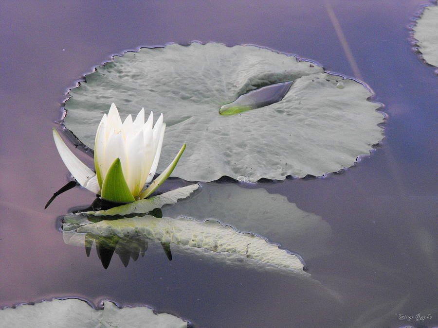 Blooming Water Lily Photograph by Ginger Repke