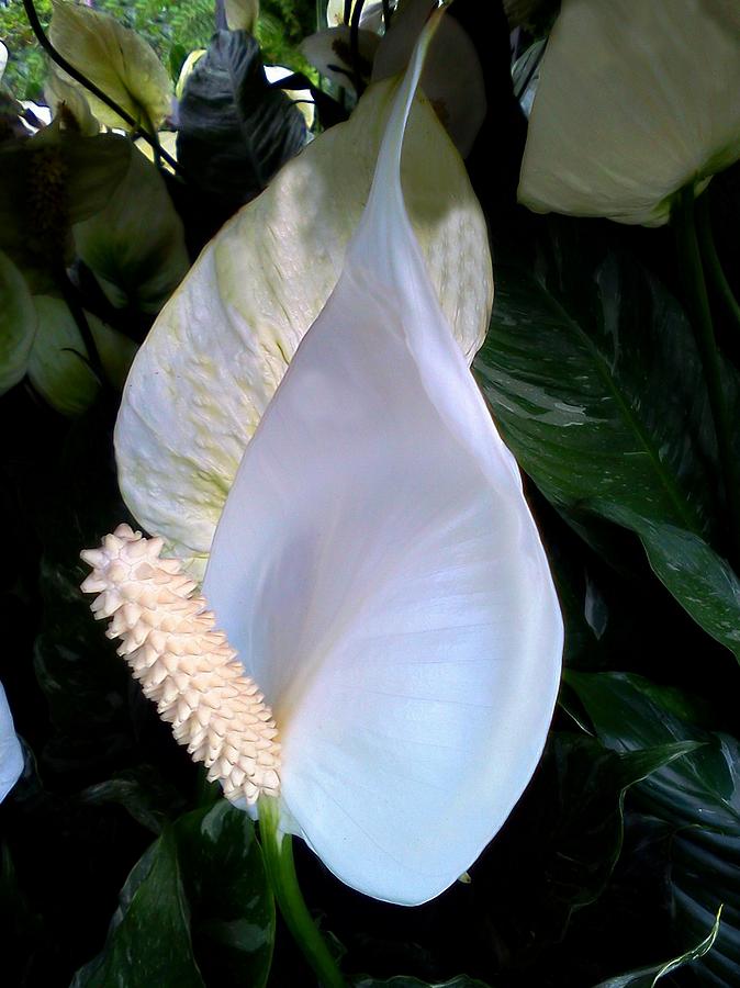 Blooming White Calla Lilies  Photograph by CG Abrams