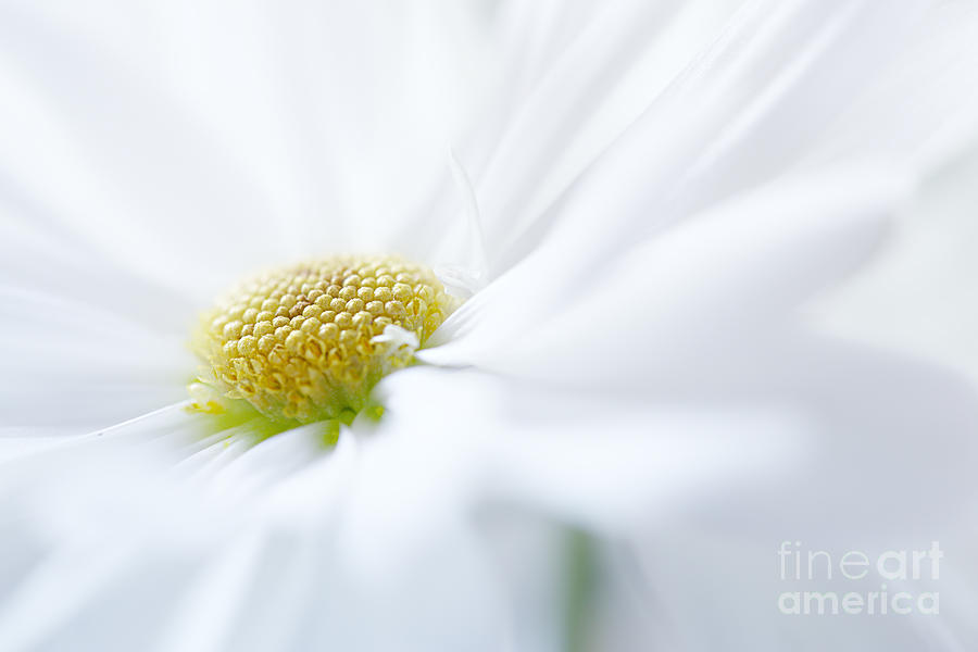 Blooming White Daisy Photograph
