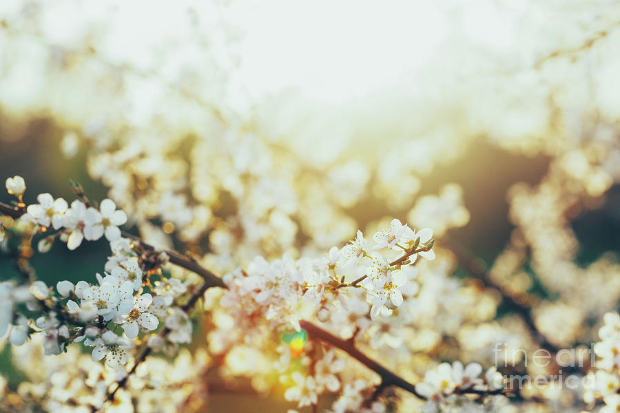 Blooming white flowers on a cherry tree in sunset. Photograph by Michal Bednarek