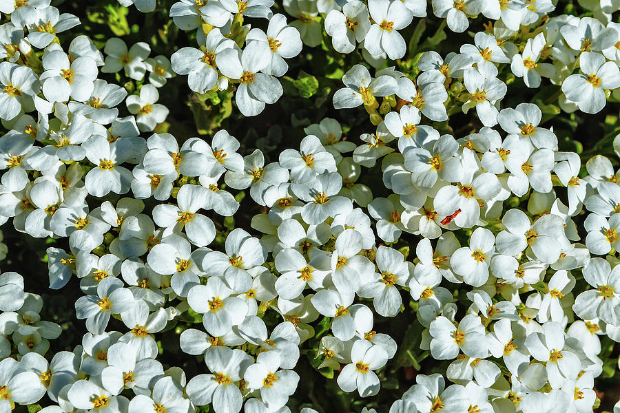 Blooming White Flowers Saxifrage Spring Photograph