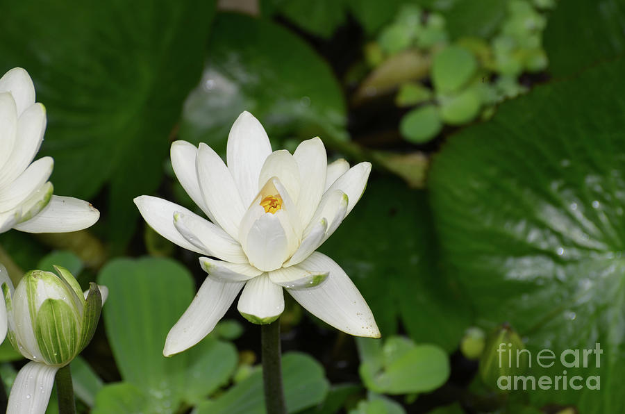Blooming White Indian Lotus Flower in a Water Garden Photograph by DejaVu Designs