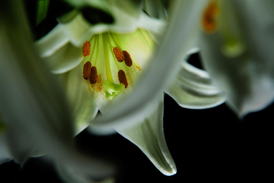 Blooming White Lily Closeup Photograph by Dennis Dame