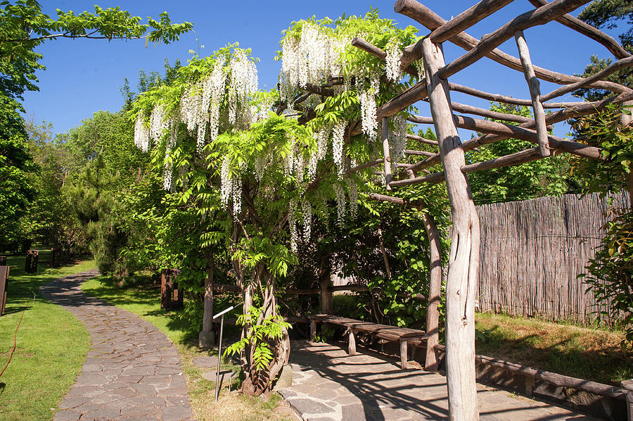 Blooming White Wisteria in Japanese Garden Photograph by Jenny Rainbow