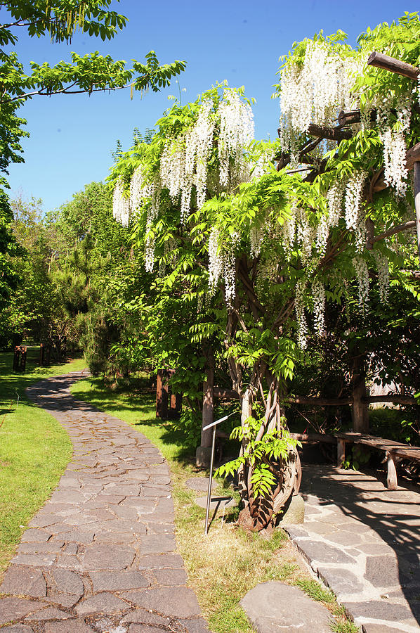 Blooming White Wisteria in Japanese Garden. Vertical Photograph by Jenny Rainbow
