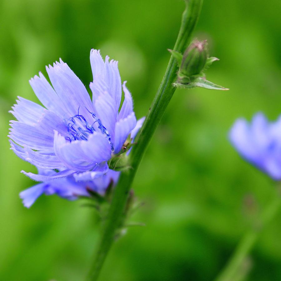Blooming Wild Blue Chicory Photograph by M E