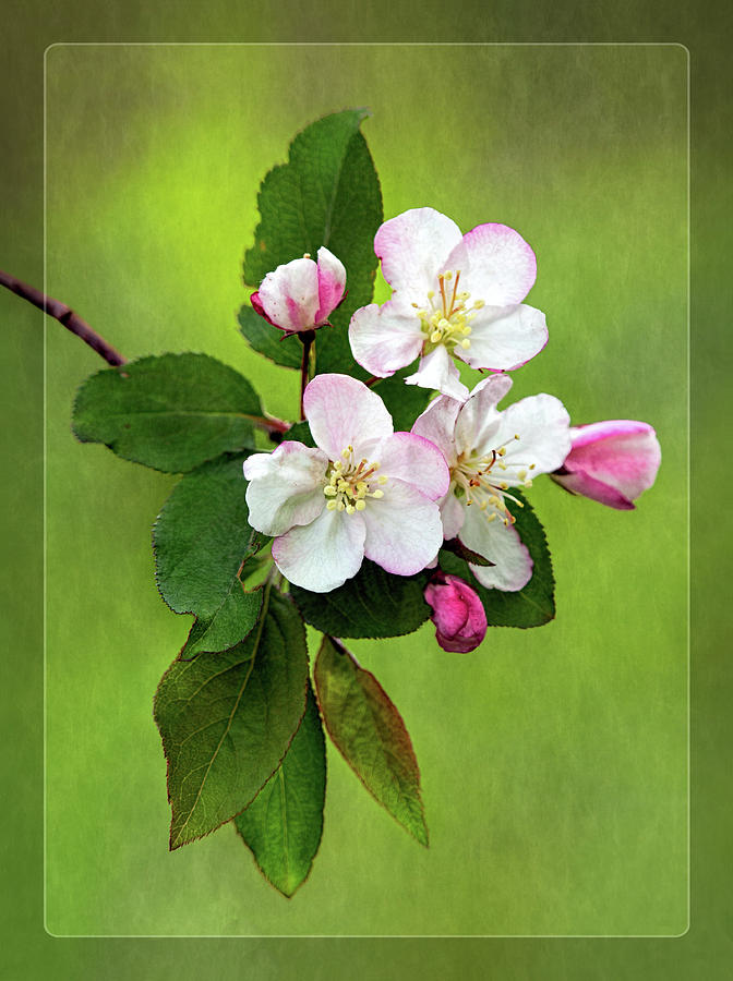 Blooming Wild Cherry Tree Photograph by Carolyn Derstine