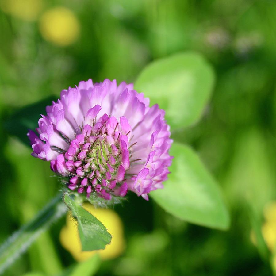 Blooming Wild Clover Photograph by M E