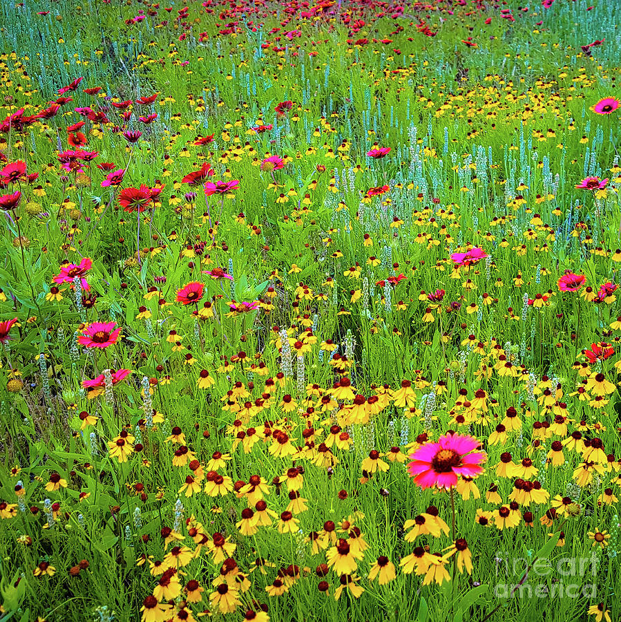 Flower Photograph - Blooming Wildflowers by D Davila