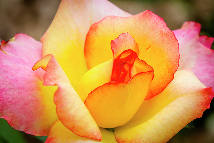 Blooming Yellow and Pink Rose Photograph by Teri Virbickis