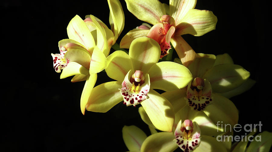 Blooming Yellow and Red Orchids Photograph by Ruth Jolly