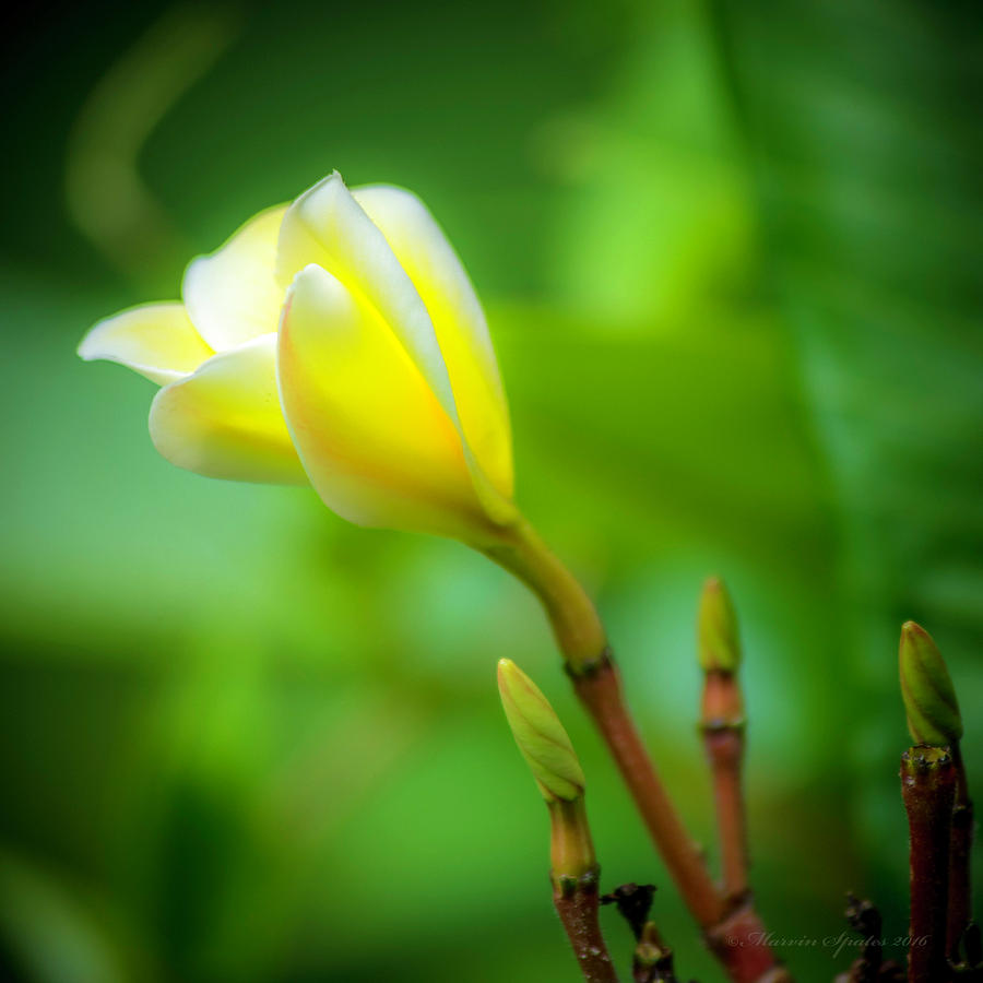 Blooming Yellow Photograph by Marvin Spates