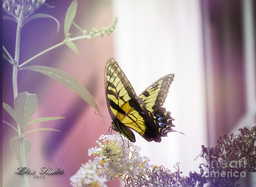 Blooms And A Butterfly Photograph by Melissa Messick