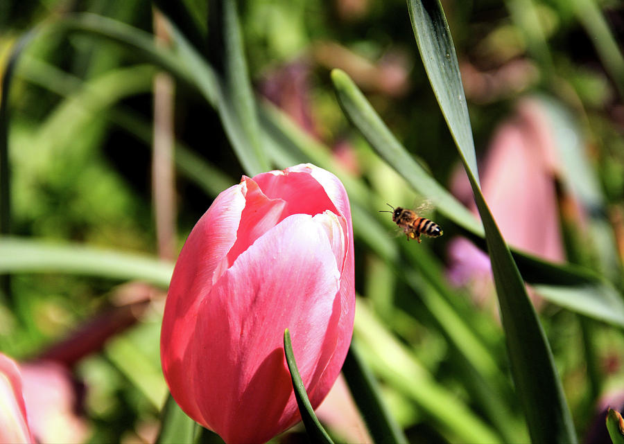 Blooms and Bees Photograph by Linda James