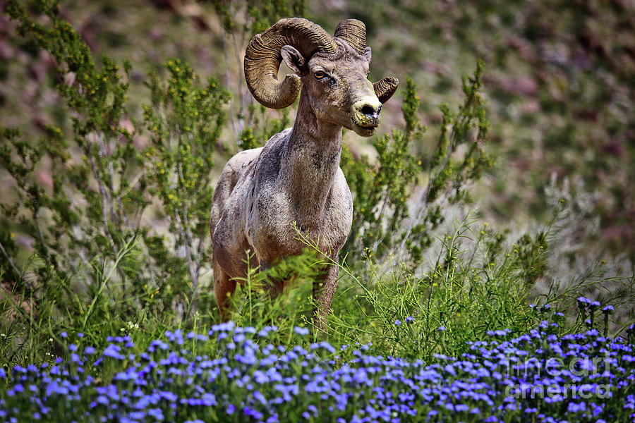  Blooms and Bighorn in Anza Borrego Desert State Park  Photograph by Sam Antonio