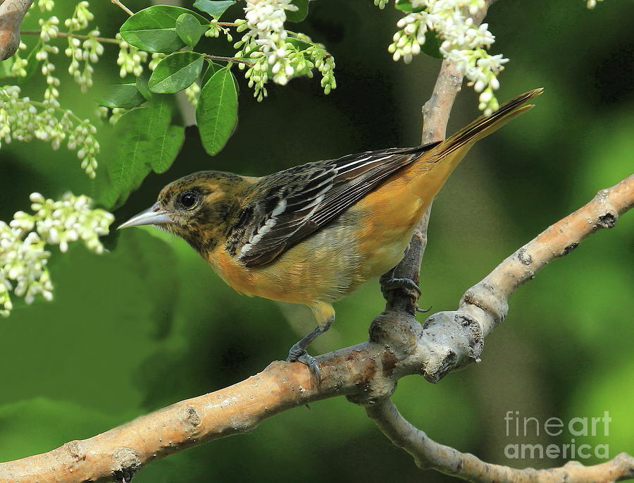 Blooms And Orioles Photograph By Gail Huddle | Fine Art America