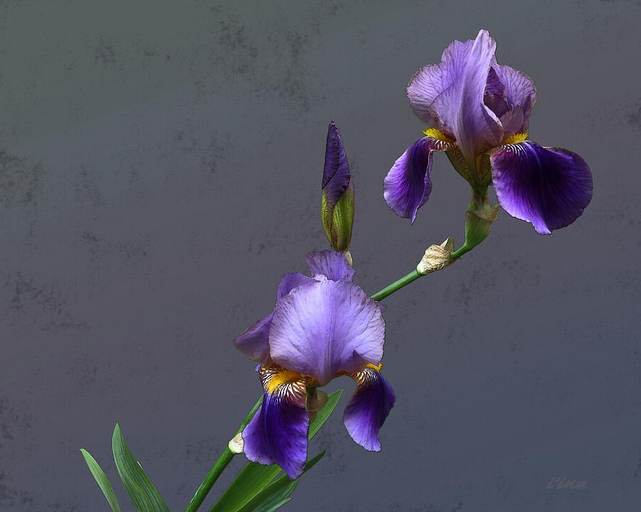 Iris Blooms in May Mixed Media by Iina Van Lawick