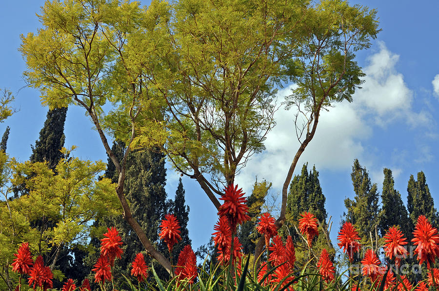 Blooms of Aloe Vera Photograph by Lydia Holly