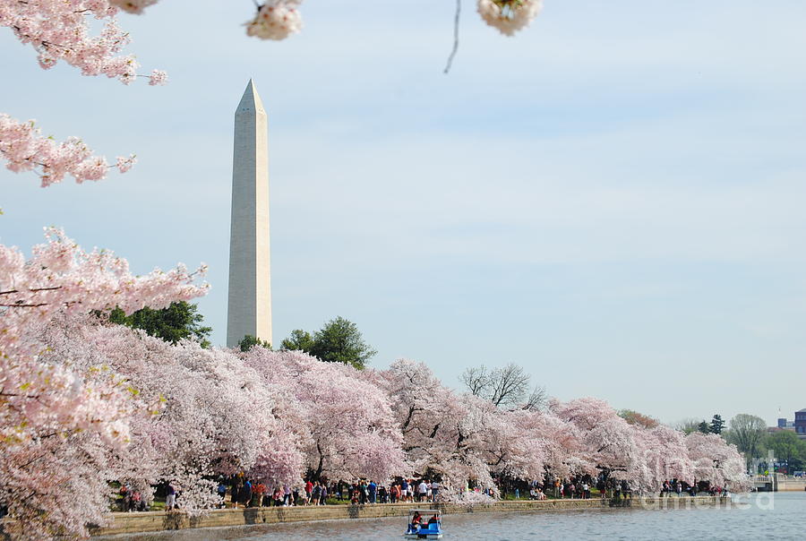 Blooms Of The Tidal Basin Photograph
