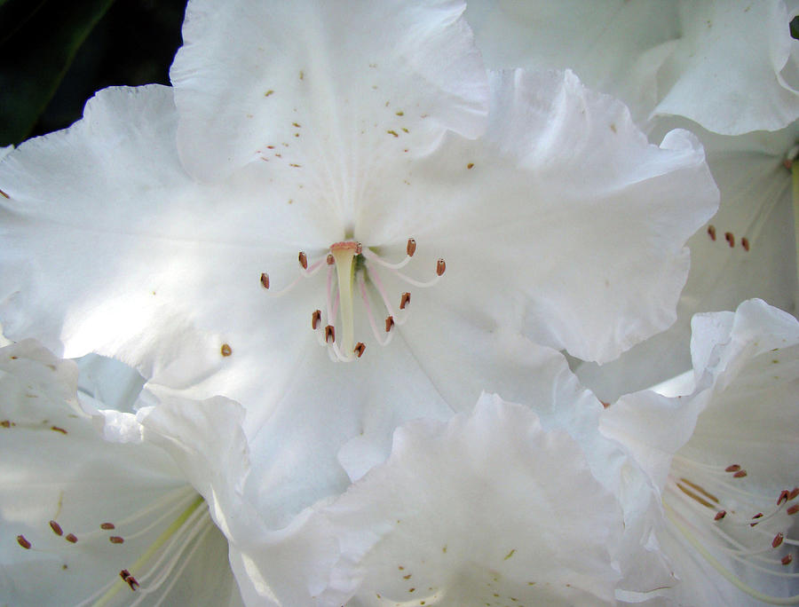 Blooms Of White Satin Photograph by Davina Nicholas