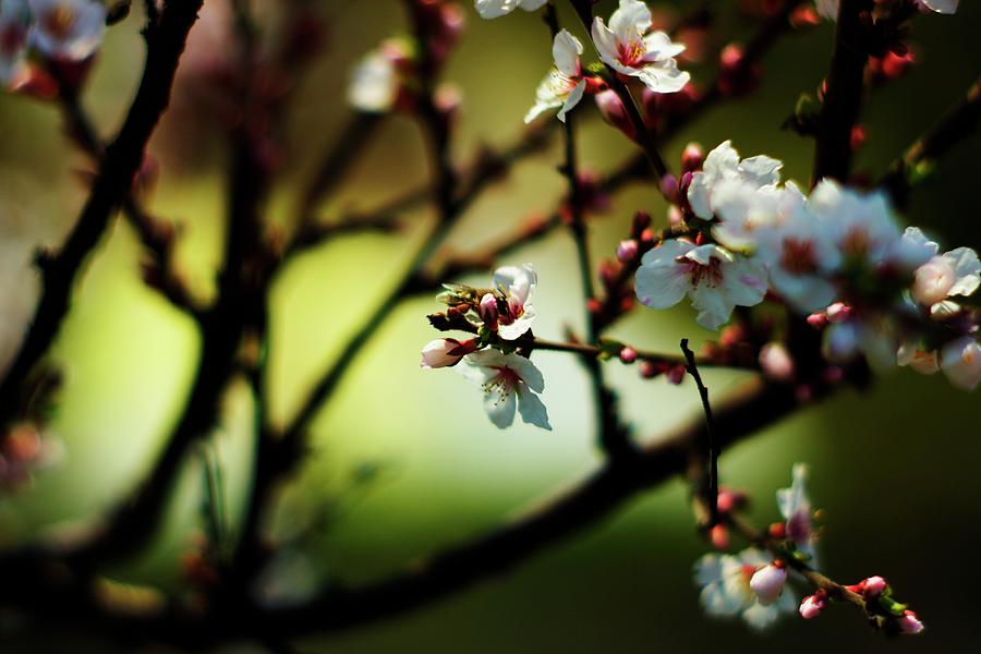 Bloomy Cherry Flowers, 7. Photograph