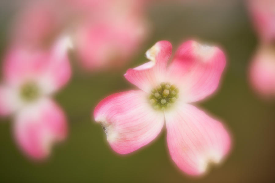 Blossom-1 Photograph by Joye Ardyn Durham