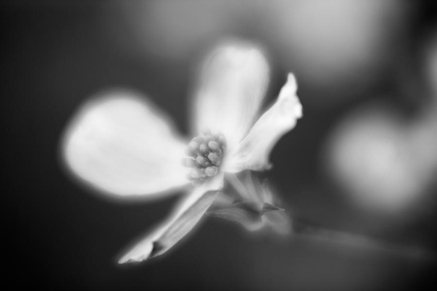 Blossom-2-bw Photograph by Joye Ardyn Durham