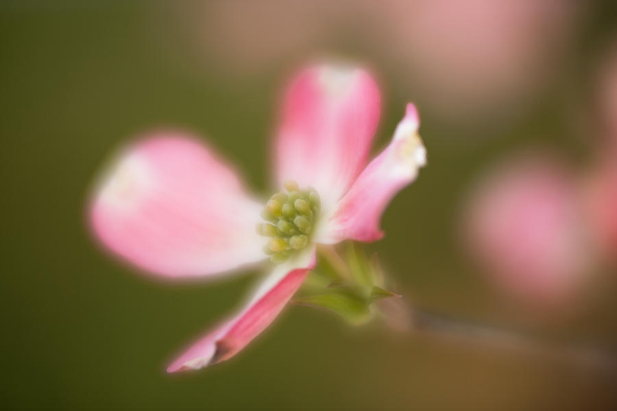 Blossom-2 Photograph by Joye Ardyn Durham