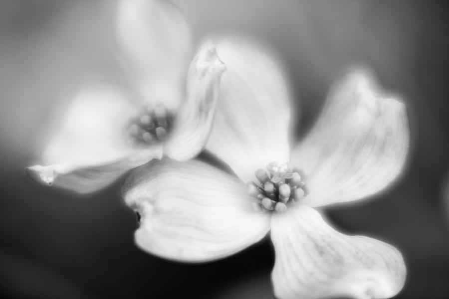 Blossom-3-bw Photograph by Joye Ardyn Durham