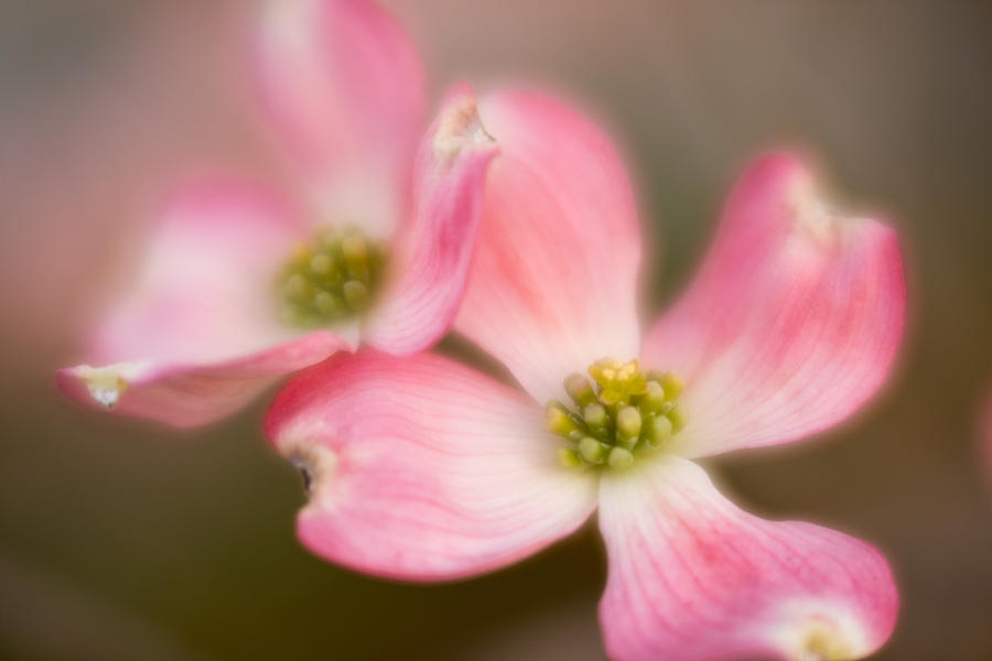 Blossom-3 Photograph by Joye Ardyn Durham