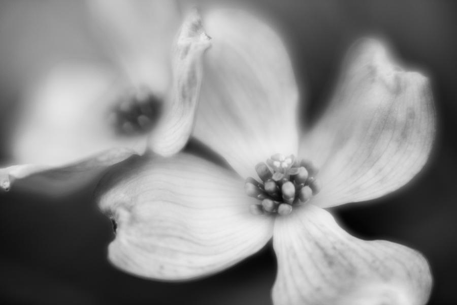 Blossom-4-bw Photograph by Joye Ardyn Durham