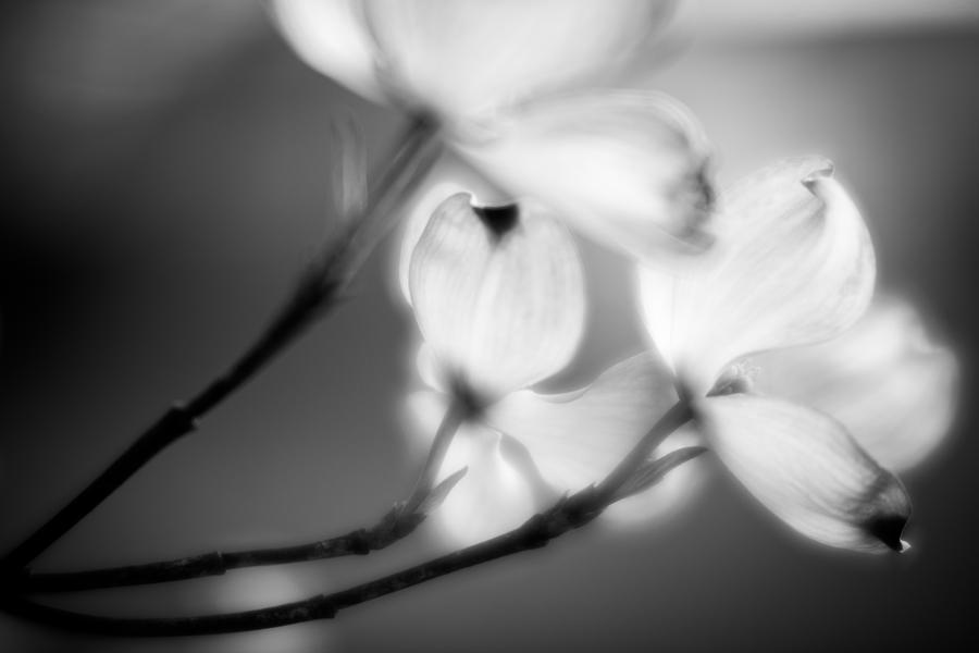 Blossom-5-bw Photograph by Joye Ardyn Durham