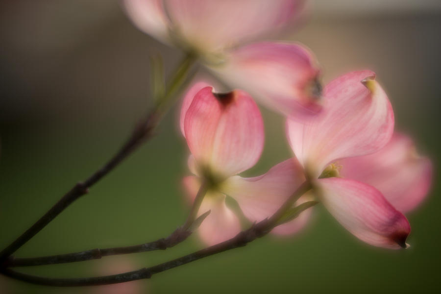 Blossom-5 Photograph by Joye Ardyn Durham