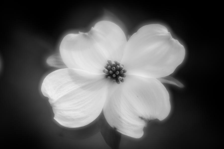 Blossom-7-bw Photograph by Joye Ardyn Durham