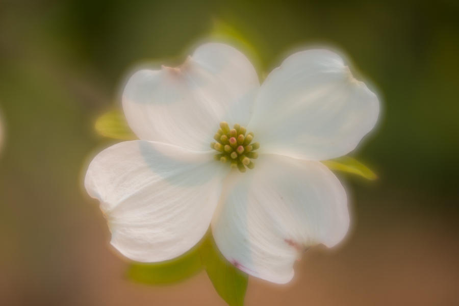 Blossom-7 Photograph by Joye Ardyn Durham